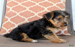 Yorkshire Terrier dogs for sale: Grady - Image 6