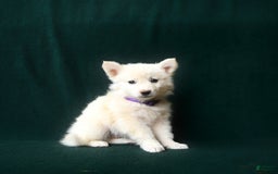 American Eskimo dogs for sale: Sophie - Image 1