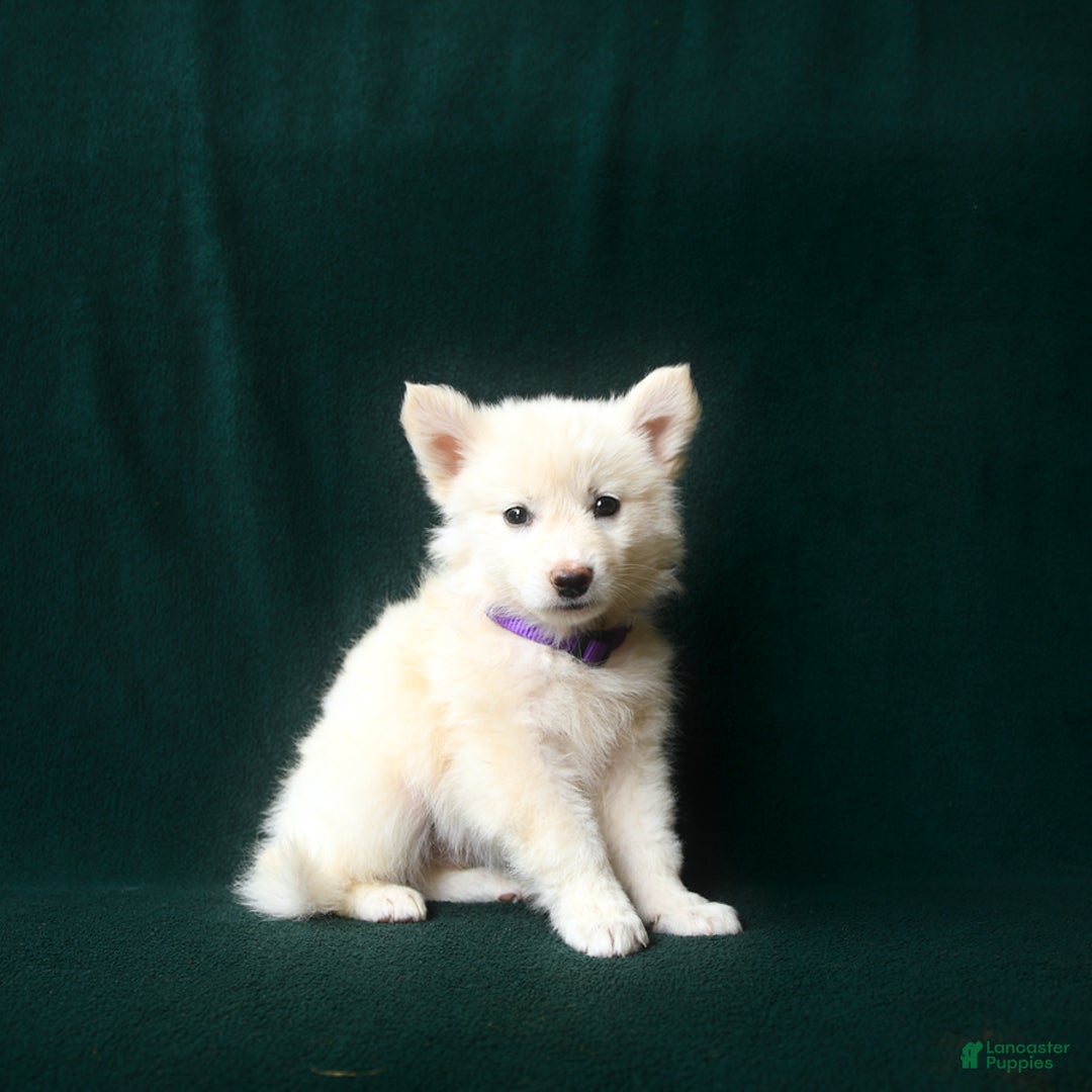 American Eskimo dogs for sale: Sophie - Image 1