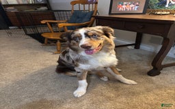 Australian Shepherd dogs for sale: Fritz Donegal - Image 2