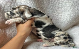 Great Dane dogs for sale: Starry - Image 2