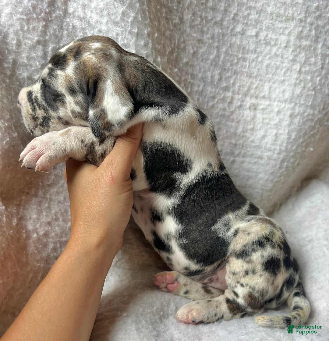 Great Dane dogs for sale: Starry - Image 2