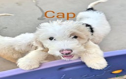 Newfypoo dogs for sale: Captain America - Image 3