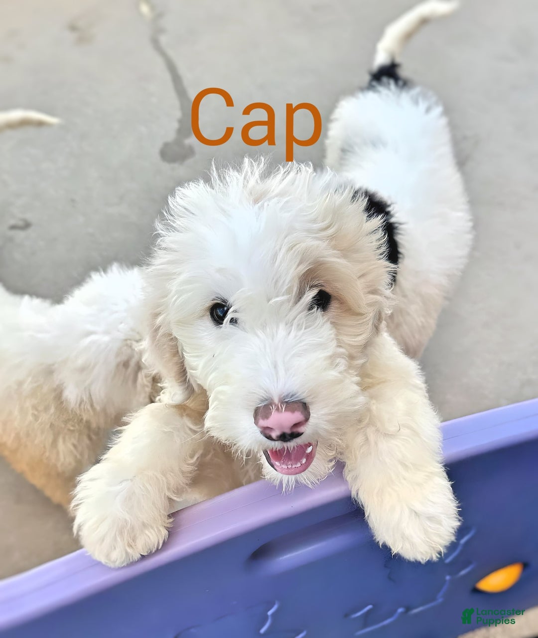 Newfypoo dogs for sale: Captain America - Image 3