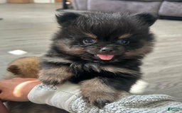 Pomeranian dogs for sale: Sydney - Image 1