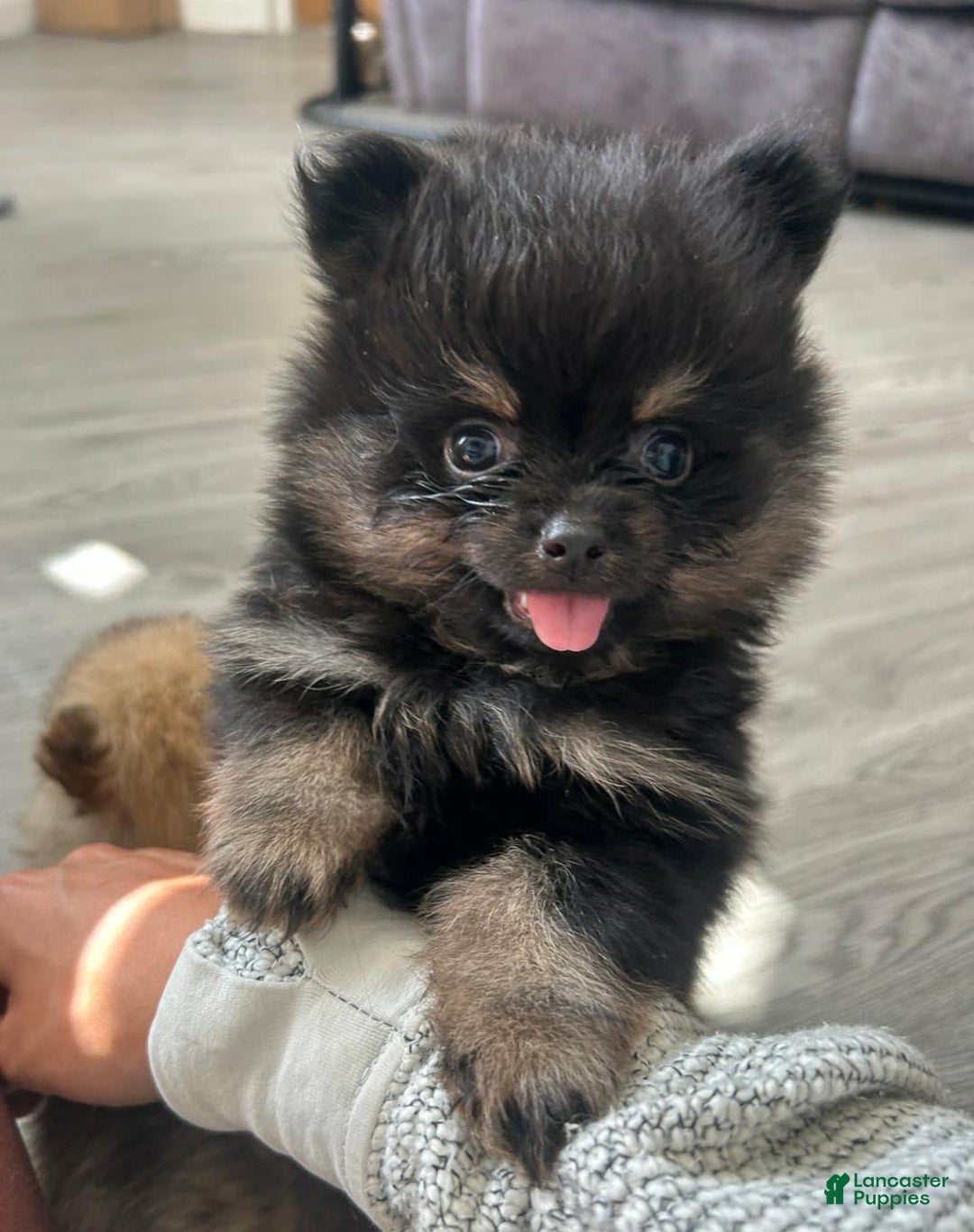 Pomeranian dogs for sale: Sydney - Image 1