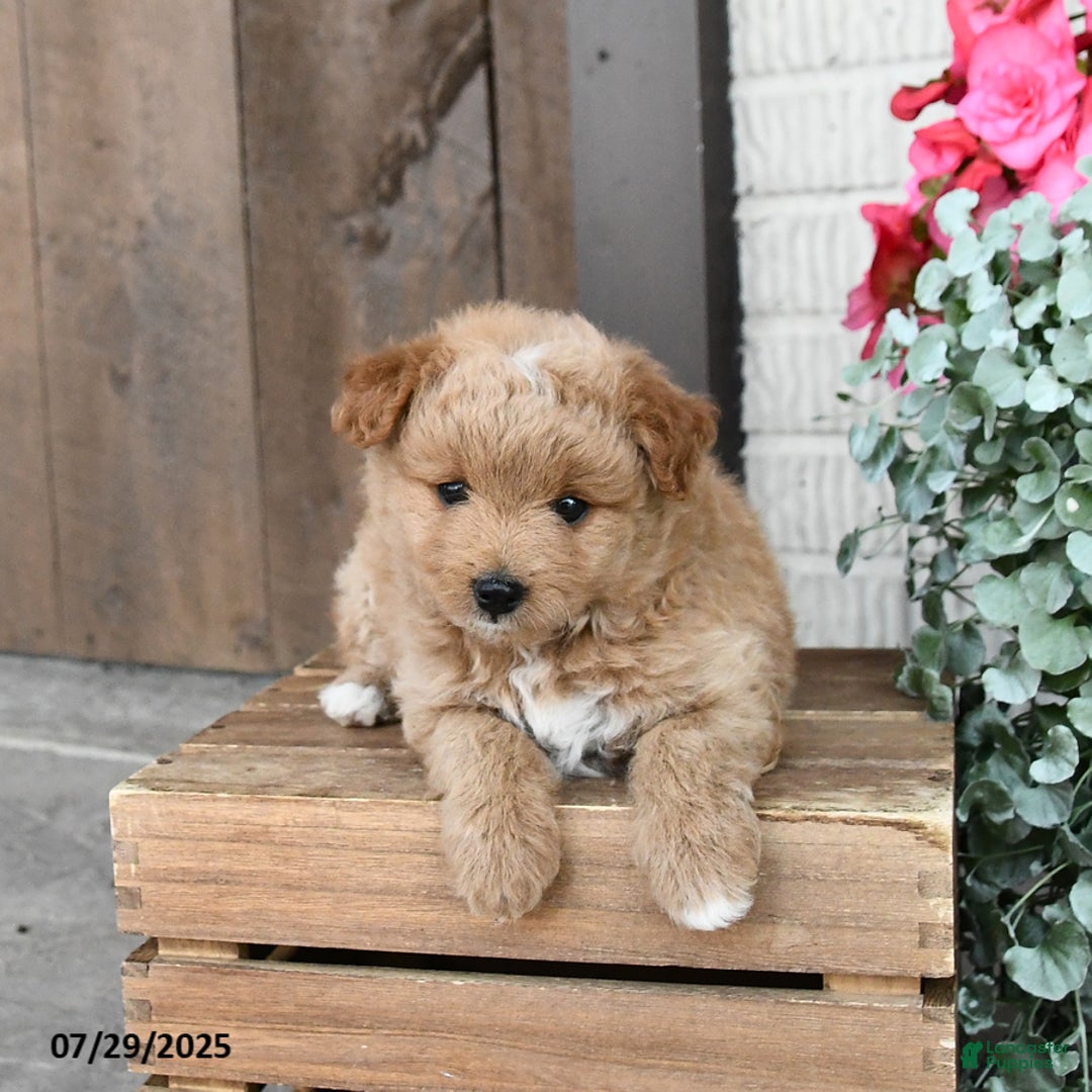 Pomapoo dogs for sale: Rosie - Image 2