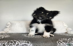 Pomsky dogs for sale: Birdie - Image 5