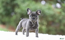French Bulldog dogs for sale: Violet - Image 10