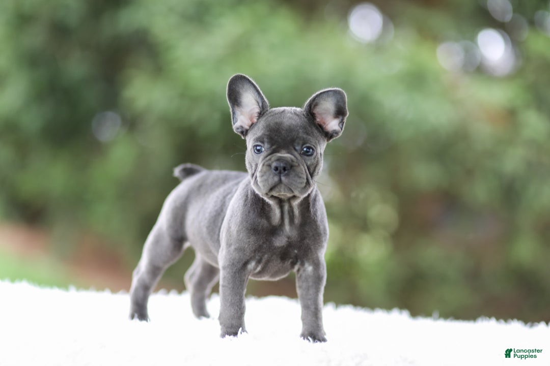 French Bulldog dogs for sale: Violet - Image 10