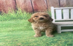 Mini Goldendoodle dogs for sale: Kona - Image 4