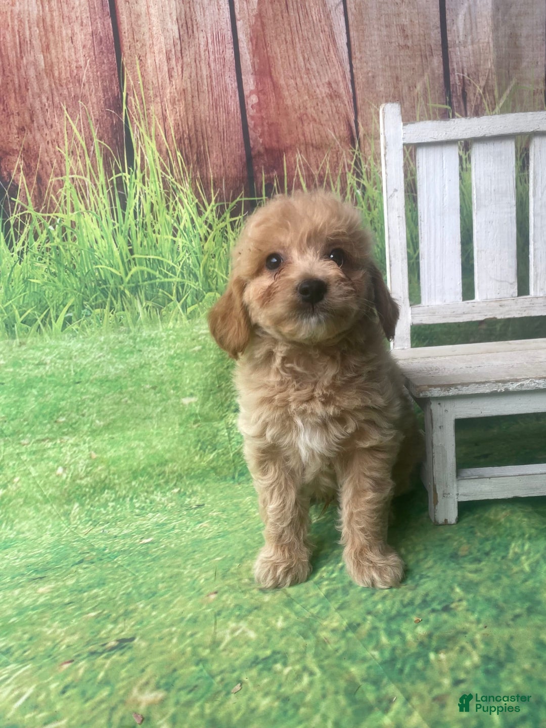 Mini Goldendoodle dogs for sale: Kona - Image 4