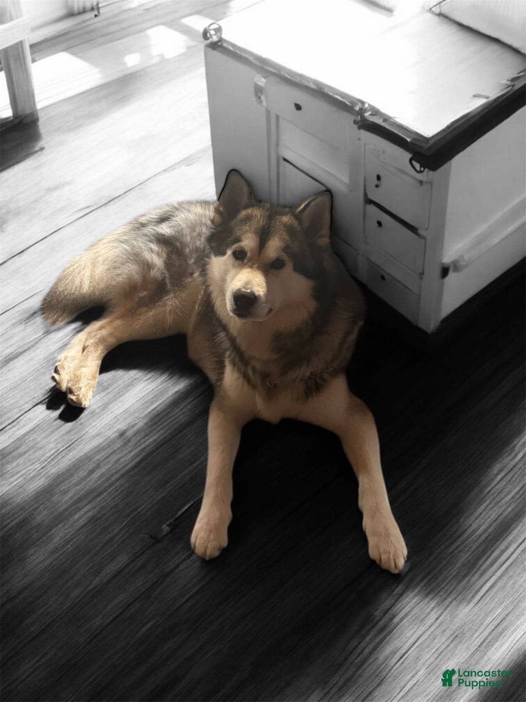 Alaskan Malamute dogs for sale: Evangeline - Image 13
