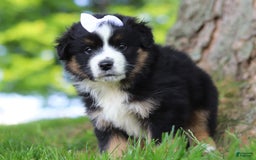 Australian Shepherd dogs for sale: Cove - Image 2