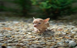 Chihuahua dogs for sale: Chihuahua 5 puppies - Image 19