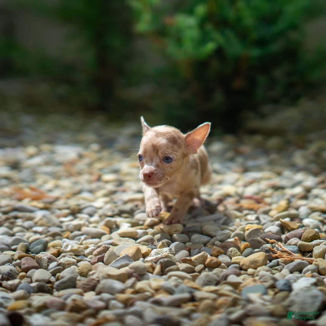 Chihuahua dogs for sale: Chihuahua 5 puppies - Image 19