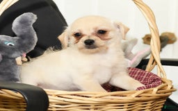 Chihuahua dogs for sale: Chip - Image 16