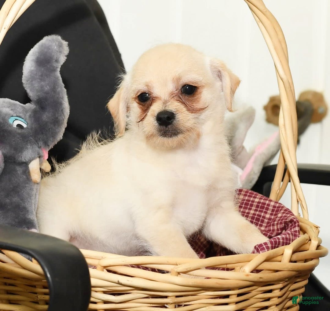 Chihuahua dogs for sale: Chip - Image 16