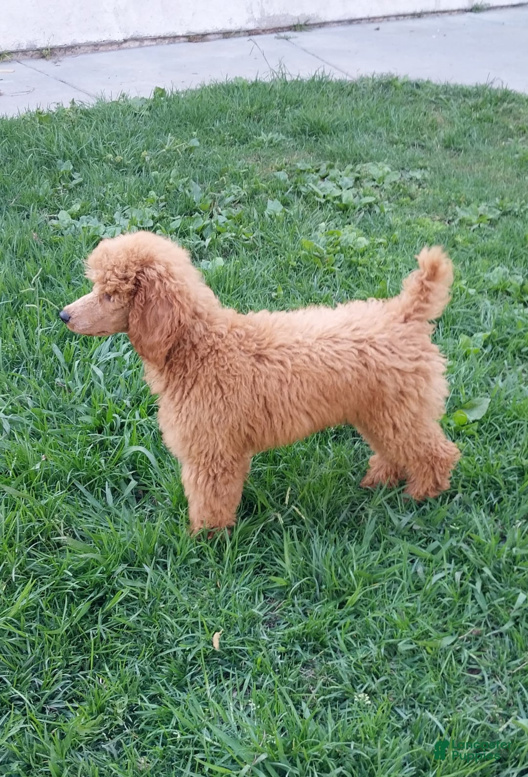 Miniature Poodle dogs for sale: Anton - Image 1