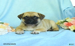 Pug dogs for sale: Apricot - Image 5