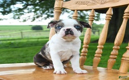 Boston Terrier dogs for sale: Hero - Image 2