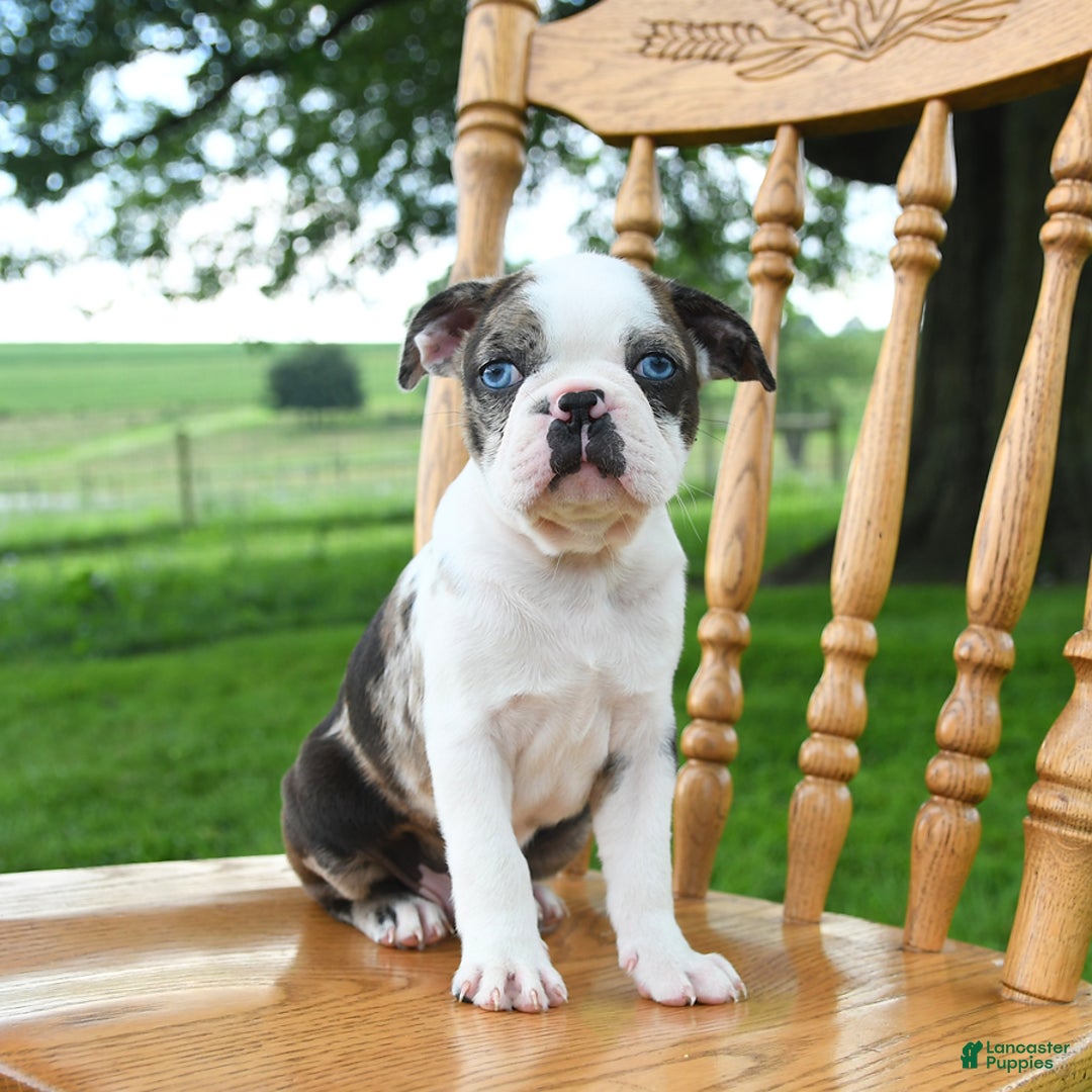Boston Terrier dogs for sale: Hero - Image 2