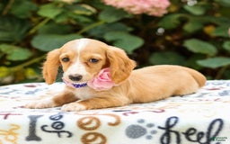 Miniature Dachshund dogs for sale: Sandy - Image 6