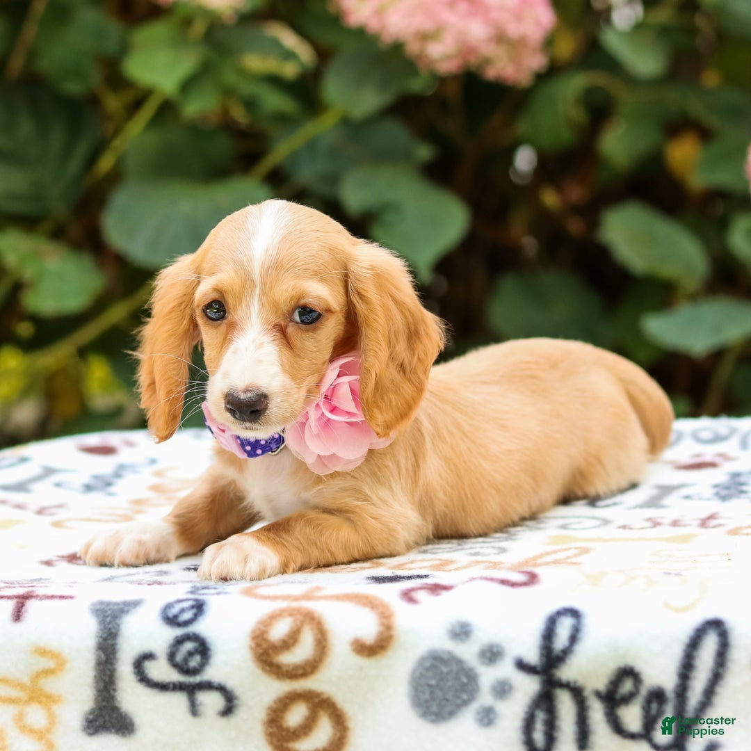 Miniature Dachshund dogs for sale: Sandy - Image 6