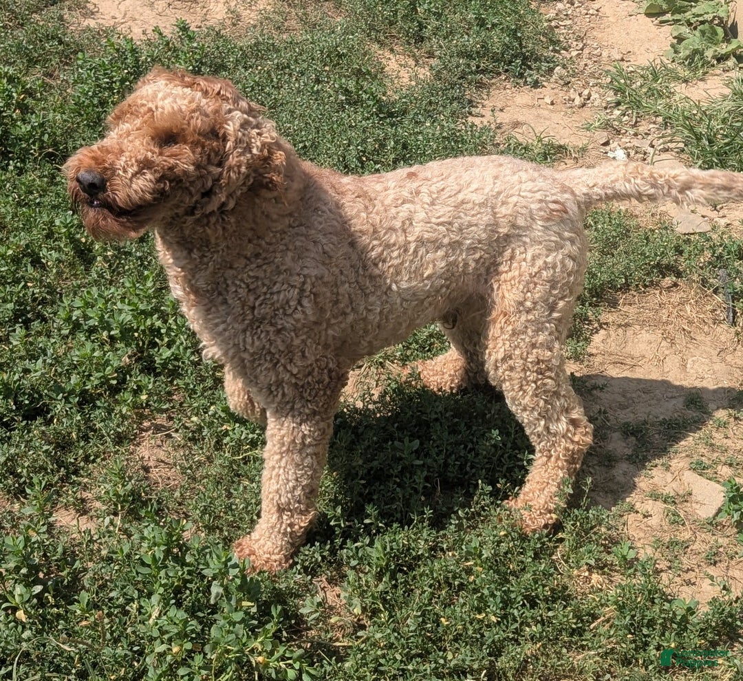 Goldendoodle dogs for sale: Jax - Image 5
