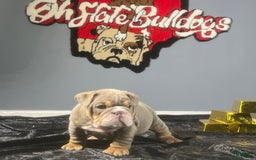 English Bulldog dogs for sale: Dior - Image 4