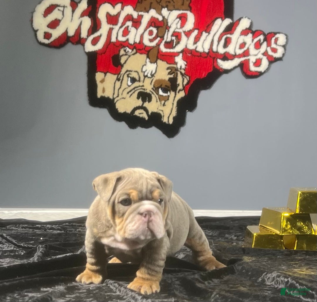 English Bulldog dogs for sale: Dior - Image 4