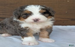 Mini Bernedoodle dogs for sale: Louie - Image 10