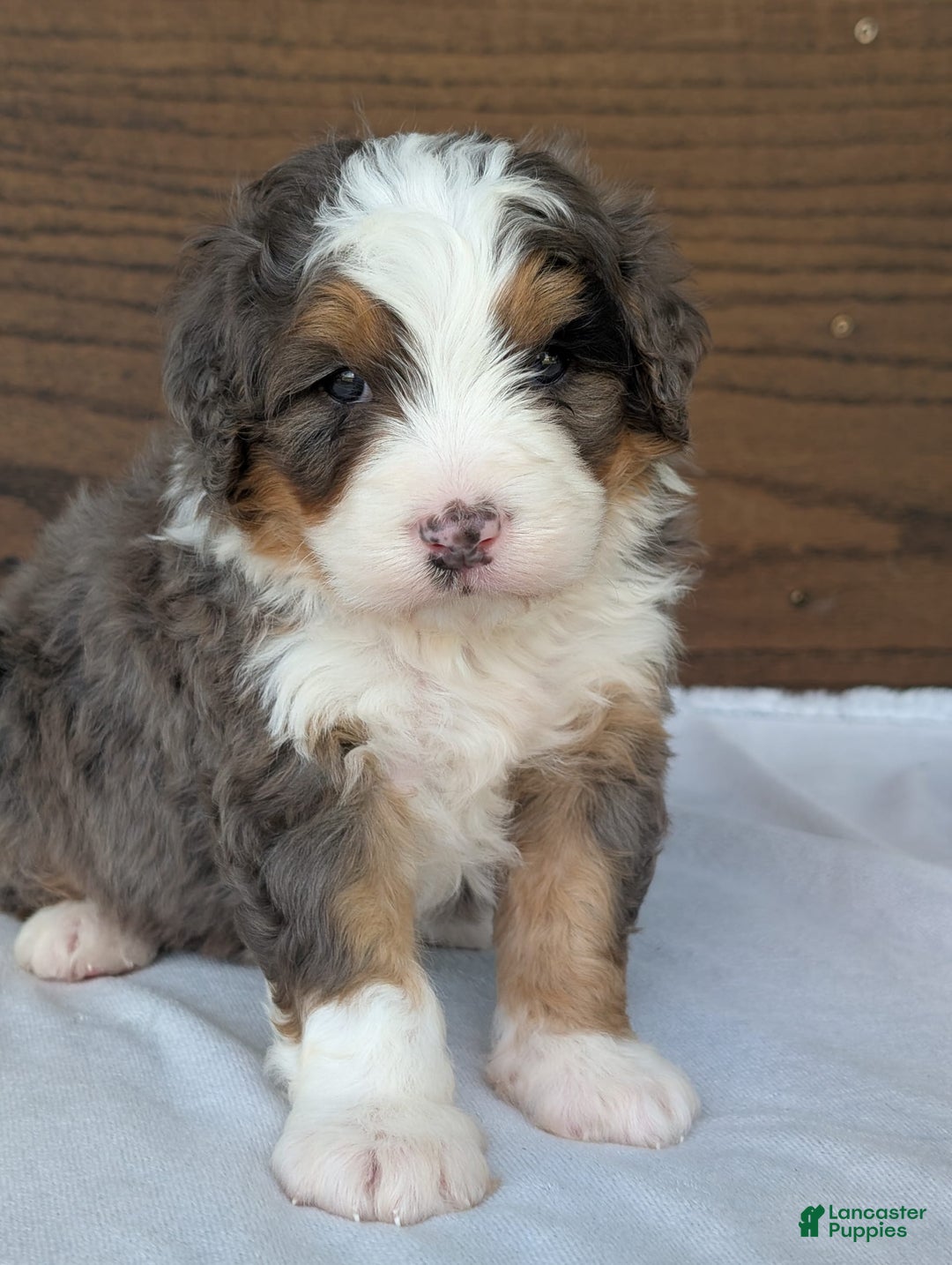 Mini Bernedoodle dogs for sale: Louie - Image 10