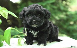 Shorkie dogs for sale: Irving - Image 2