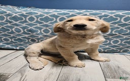 Golden Retriever dogs for sale: Golden Retriever - Image 10
