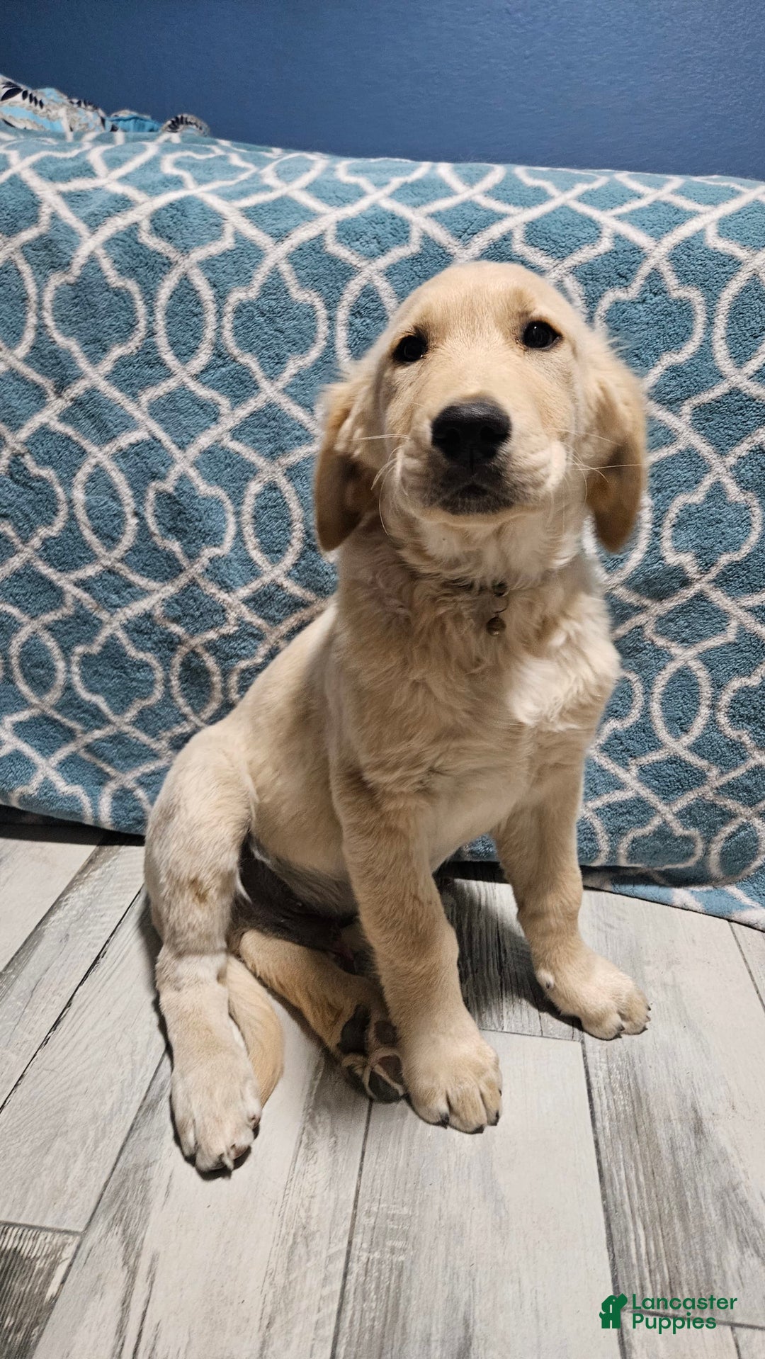 Golden Retriever dogs for sale: Golden Retriever - Image 10