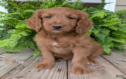 Goldendoodle dogs for sale: Ellie - Image 4