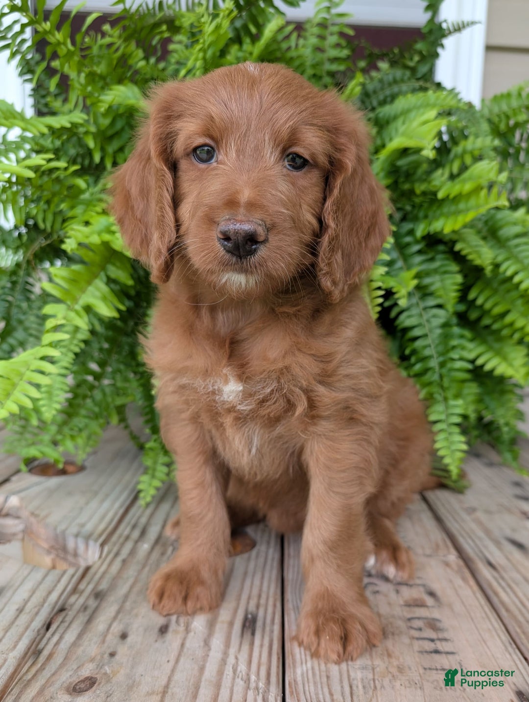 Goldendoodle dogs for sale: Ellie - Image 4