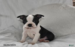 Boston Terrier dogs for sale: Boston Terrier 8 puppies - Image 6