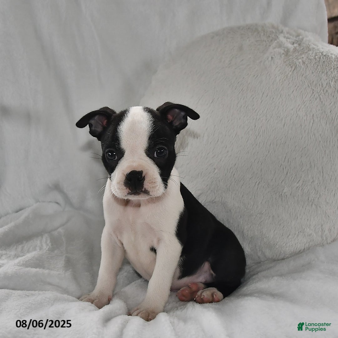 Boston Terrier dogs for sale: Boston Terrier 8 puppies - Image 6