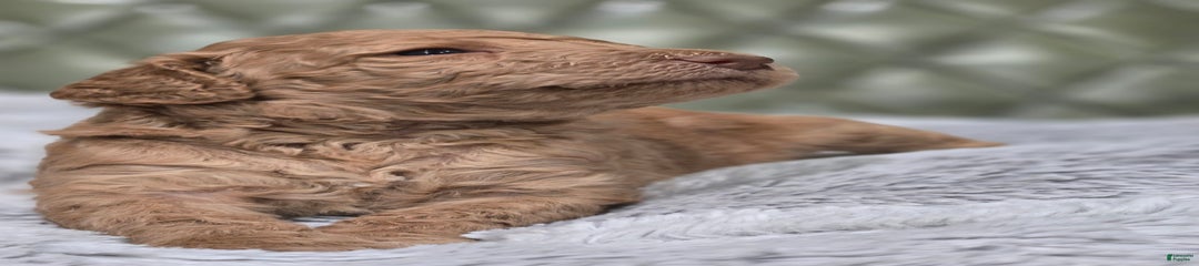 Mahogany