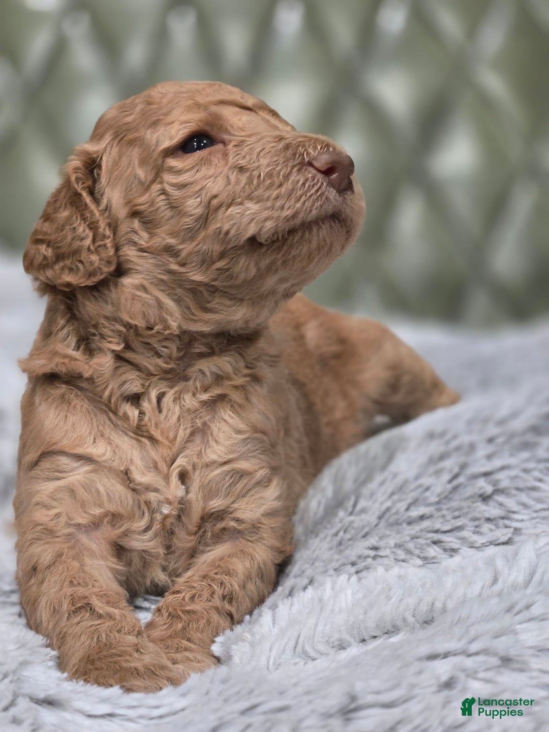 Standard Poodle dogs for sale: Mahogany - Image 4