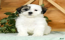 Teddy Bear dogs for sale: Willa - Image 5
