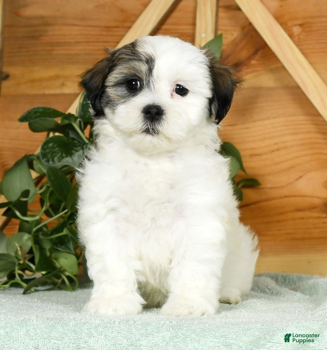 Teddy Bear dogs for sale: Willa - Image 5
