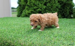 Toy Poodle dogs for sale: Ellie - Image 6