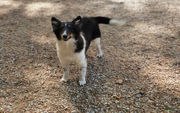 Shetland Sheepdog dogs for sale: Reese - Image 1