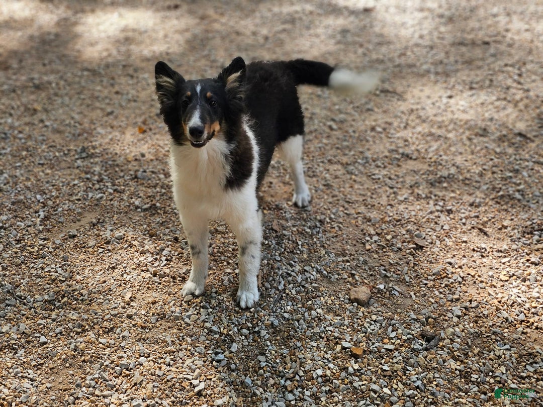 Shetland Sheepdog dogs for sale: Reese - Image 1