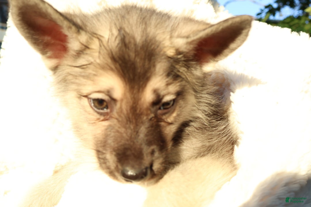 Gerberian Shepsky dogs for sale: Sugar - Image 7