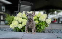 French Bulldog dogs for sale: Remi - Image 10