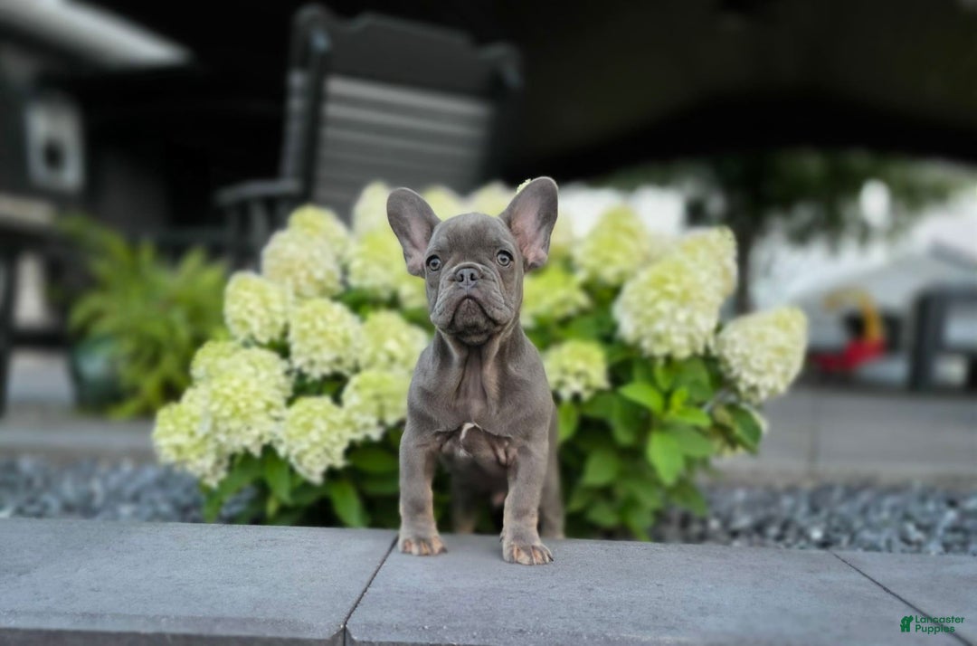 French Bulldog dogs for sale: Remi - Image 10